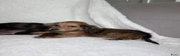 Miniature Dachshund dogs for sale: Two longhair miniature dachshund puppies READY NOW - Advert 9
