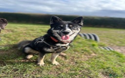 Pomsky dogs for sale: Nala the Pomsky🖤 - Image 7