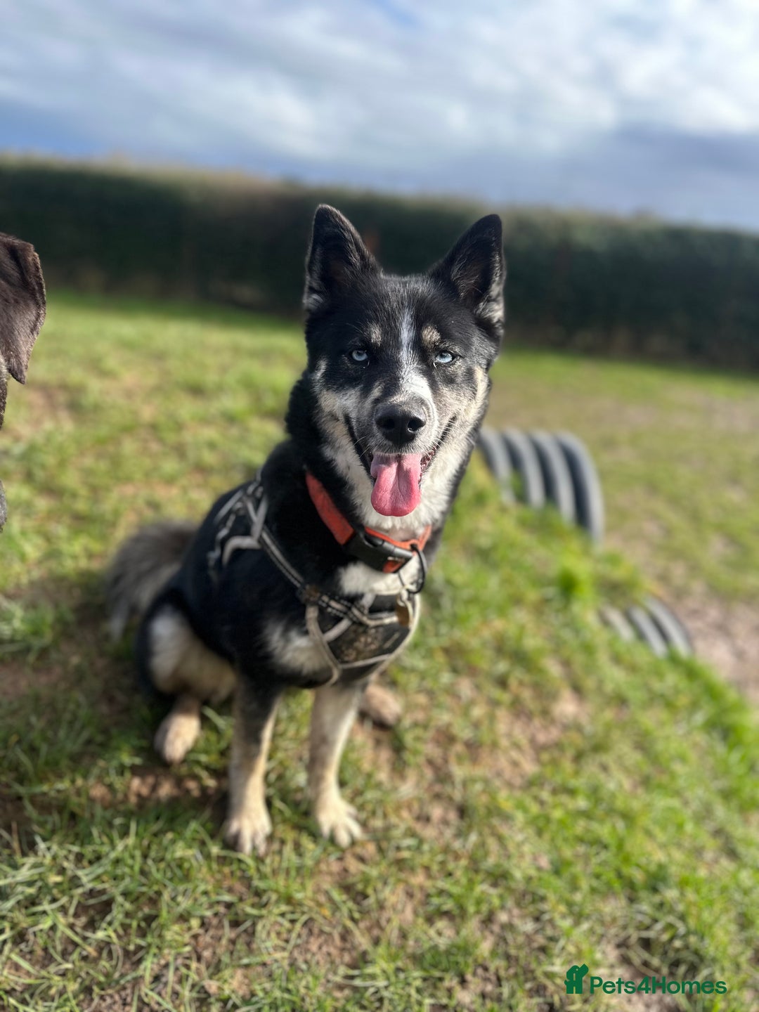 Pomsky dogs for sale: Nala the Pomsky🖤 - Image 7