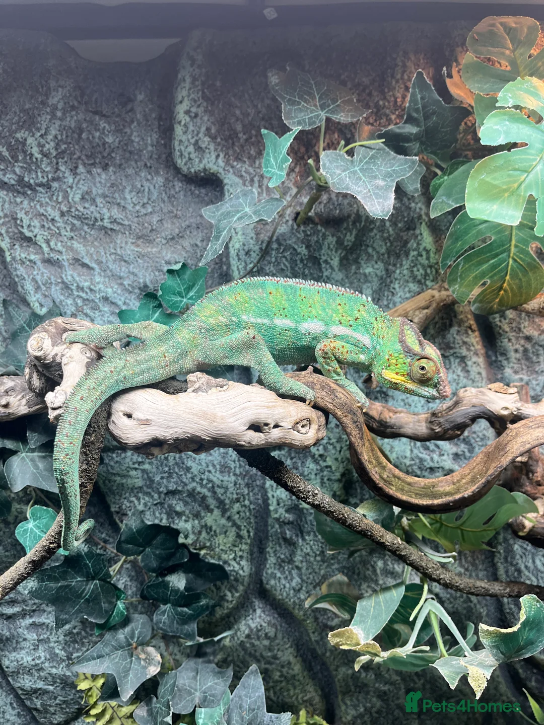 Chameleon reptiles for sale: Super Tame Panther Chameleon - Nosy Be - Advert 13