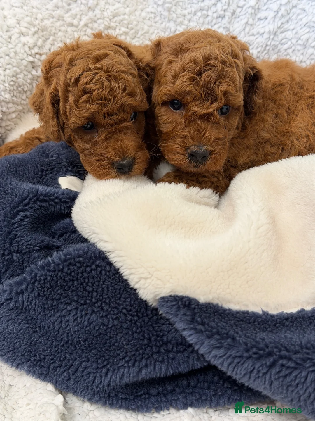 Poodle dogs for sale: Miniature homebred  red poodle pups male  - Advert 14