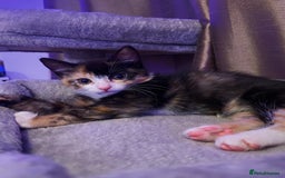 Domestic Shorthair cats for sale: 2 year old spayed female cat + accessories - Image 12