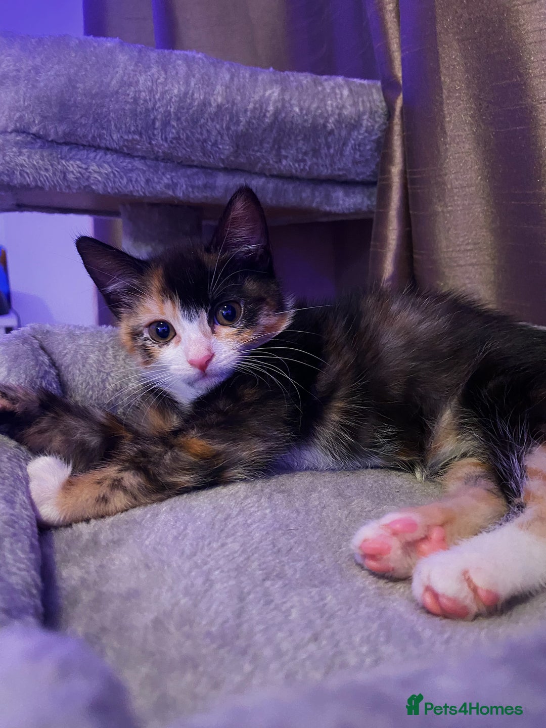 Domestic Shorthair cats for sale: 2 year old spayed female cat + accessories - Image 12