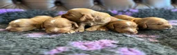 Cockapoo dogs for sale: F1 cockapoo puppies  - Advert 3