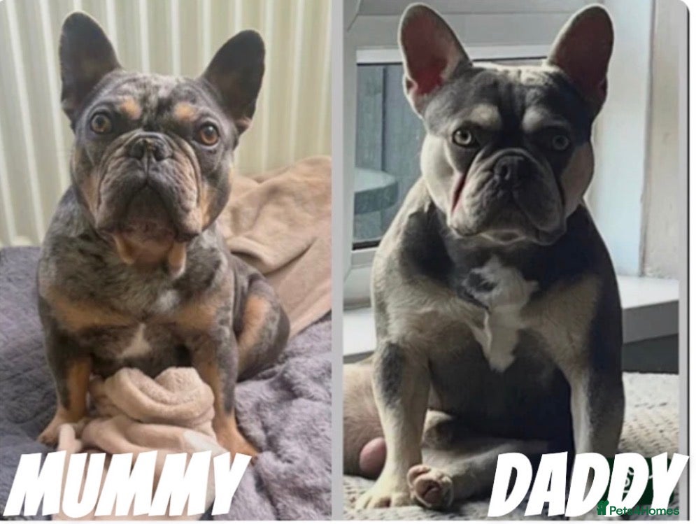 French Bulldog dogs FULL KC REG FRENCH BULLDOG  - Advert 7