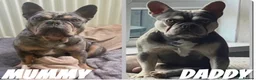 French Bulldog dogs for sale: FULL KC REG FRENCH BULLDOG  - Advert 1
