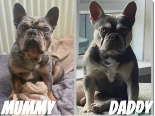 French Bulldog dogs FULL KC REG FRENCH BULLDOG - Advert 6