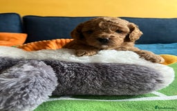 Cockapoo dogs for sale: Gorgeous F1b cockapoo puppies for sale - Image 15