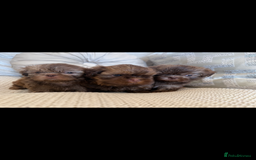 Shih Tzu dogs for sale: KENNEL CLUB CHOC IMPERIAL SHIHTZU - Image 2
