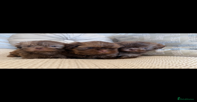 Shih Tzu dogs - Advert 15