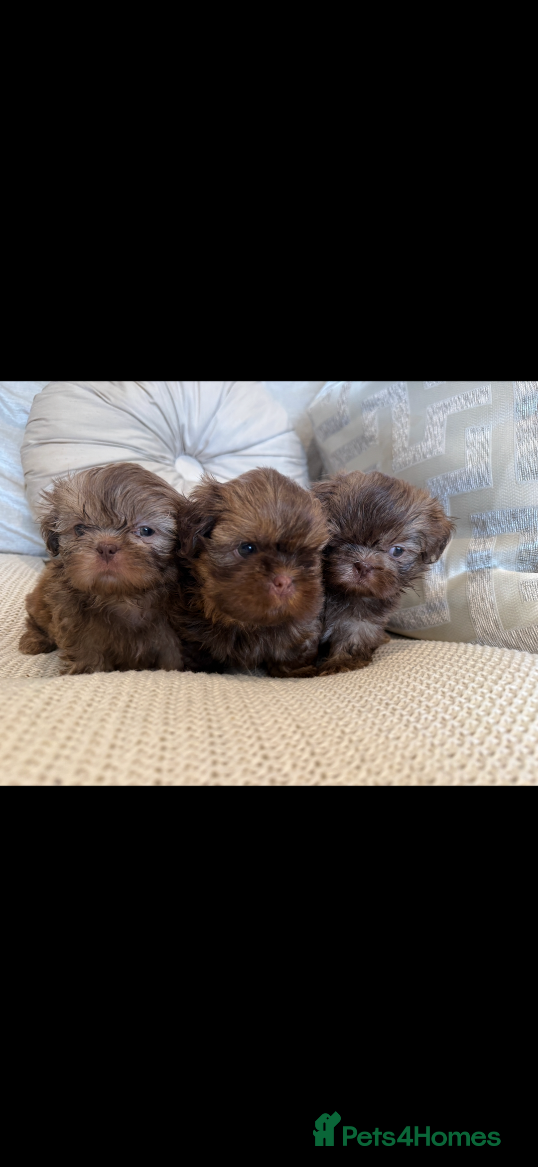 Shih Tzu dogs for sale: KENNEL CLUB CHOC IMPERIAL SHIHTZU - Image 2