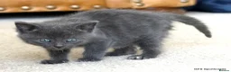 Mixed Breed cats for sale: Gorgeous Rag Doll/Maine Coon/Russian Blue X - Advert 8