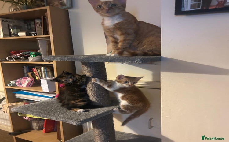 Mixed Breed cats Cute baby kittens - Advert 12