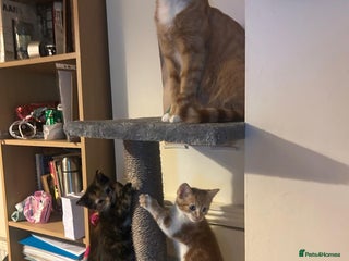 Mixed Breed cats Cute baby kittens - Advert 13