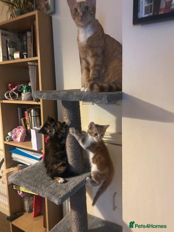 Mixed Breed cats Cute baby kittens - Advert 6