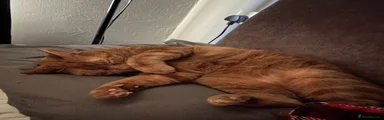 Simba (6)
