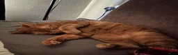 Mixed Breed cats for sale: Minnie and Simba  - Advert 7