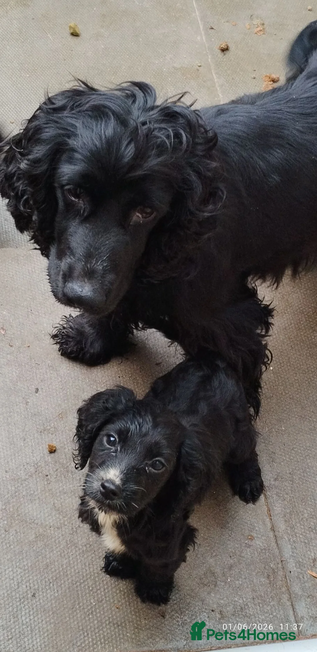 Cocker Spaniel dogs for sale: Last boy  - Advert 1