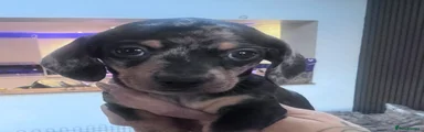 Dachshund Puppy 1