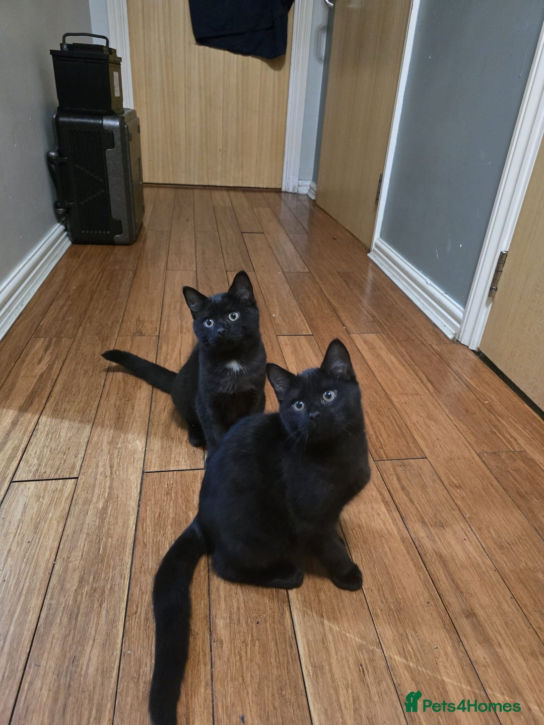 Mixed Breed cats for sale: British Short Hair and Tuxedo Cat Mix Breed  - Advert 2