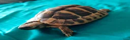 Hermann Tortoise reptiles for sale: Herman baby tortoise  - Advert 3