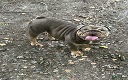 English Bulldog dogs for sale: English bulldog  - Image 1