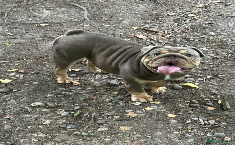 English Bulldog dogs - Advert 2