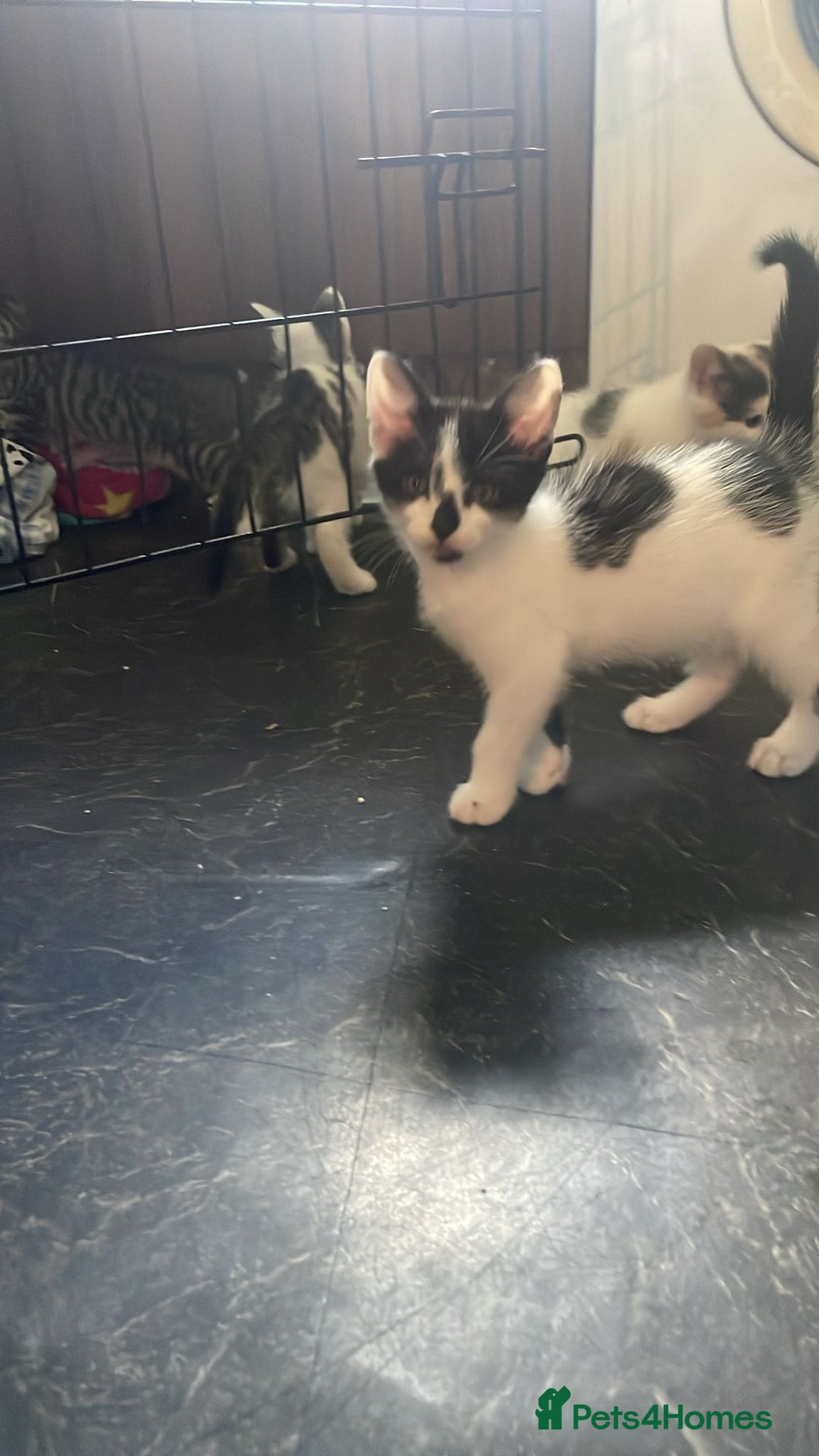 Domestic Shorthair cats for sale: 4 beautiful mixed kittens - Image 3