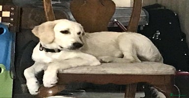Golden Retriever dogs in London - Advert 2