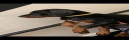 Dobermann dogs for sale: Royal KC Doberman puppies  - Advert 33