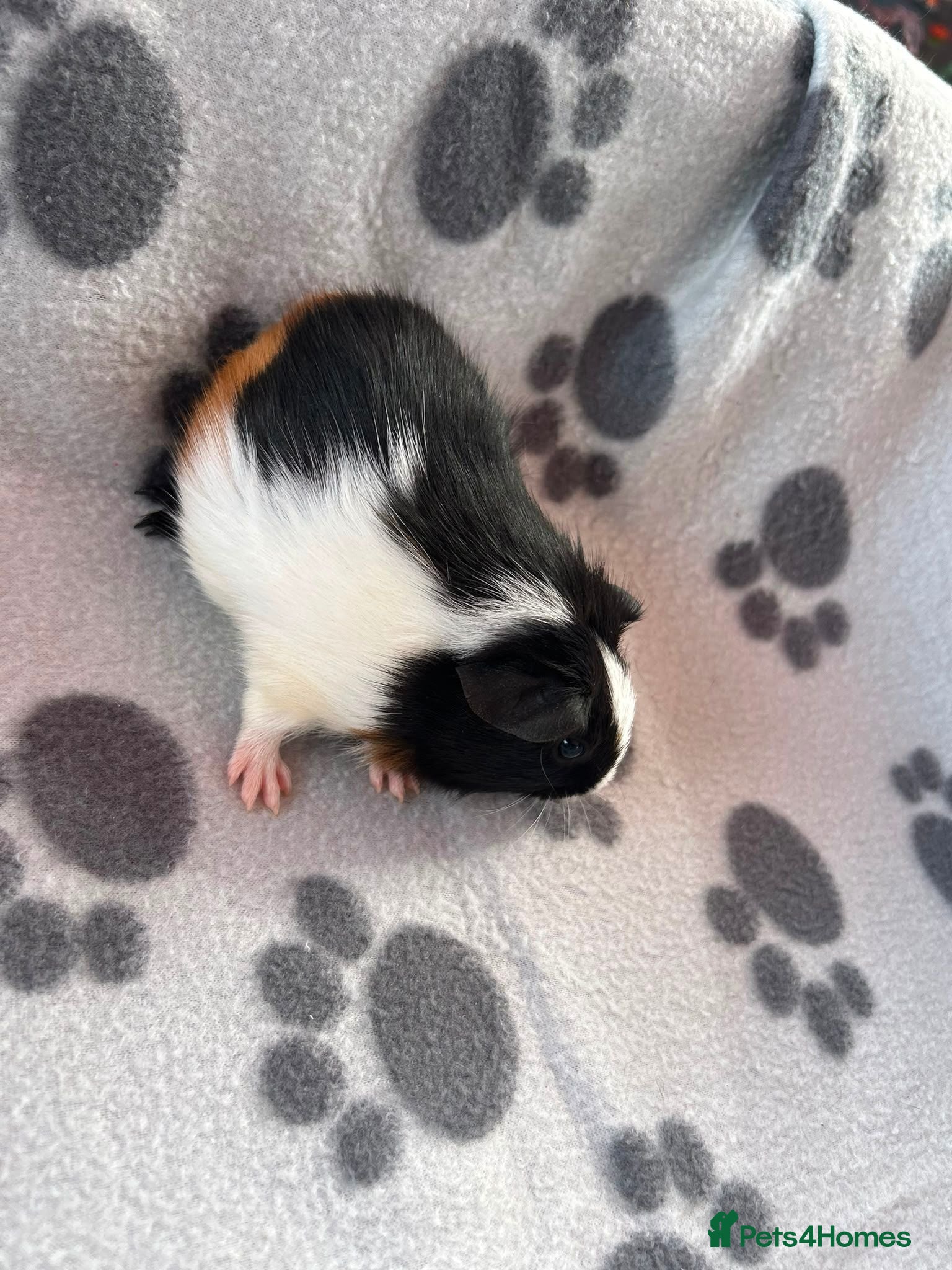 Guinea Pig rodents Baby Male Guinea Pigs For Sale - Advert 2