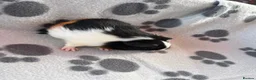 Guinea Pig rodents for sale: Baby Male Guinea Pigs For Sale - Advert 2
