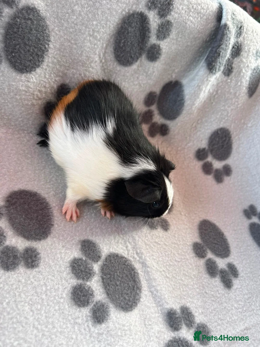 Guinea Pig rodents for sale: Baby Male Guinea Pigs For Sale - Advert 2
