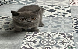 British Shorthair cats for sale: Gorgeous Pure British Shorthaired Kittens  - Image 5