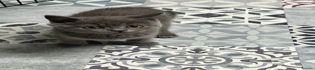 British Shorthair Kitten 1