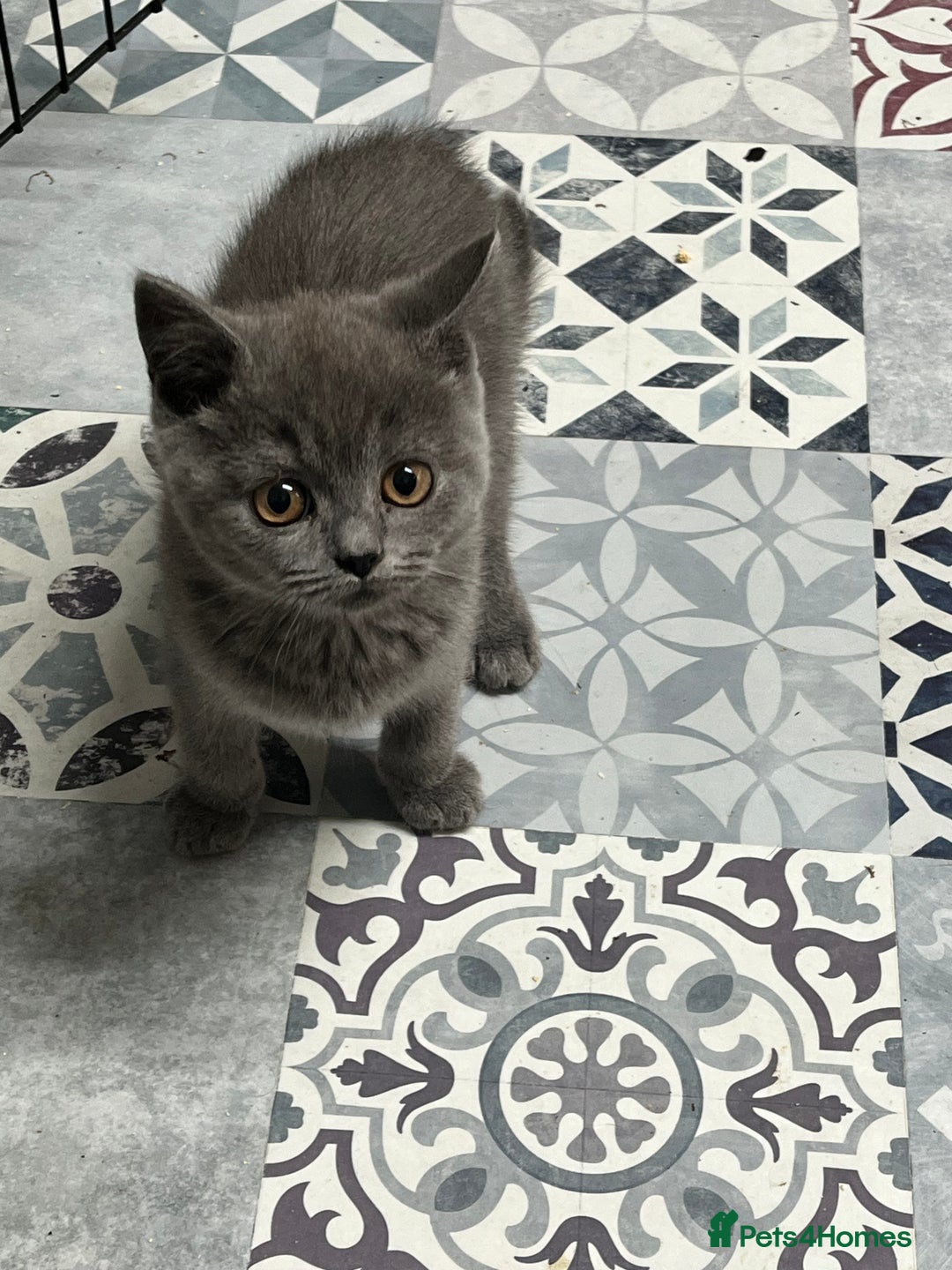 British Shorthair cats for sale: Gorgeous Pure British Shorthaired Kittens  - Image 5