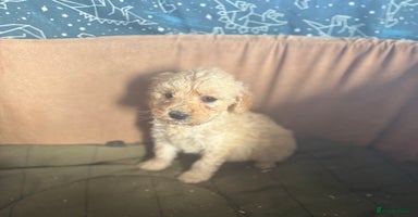Mixed Breed dogs - Advert 5