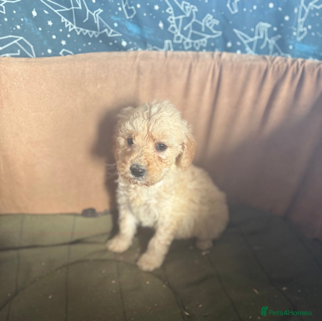 Mixed Breed dogs for sale: minature goldendoodles  - Image 3