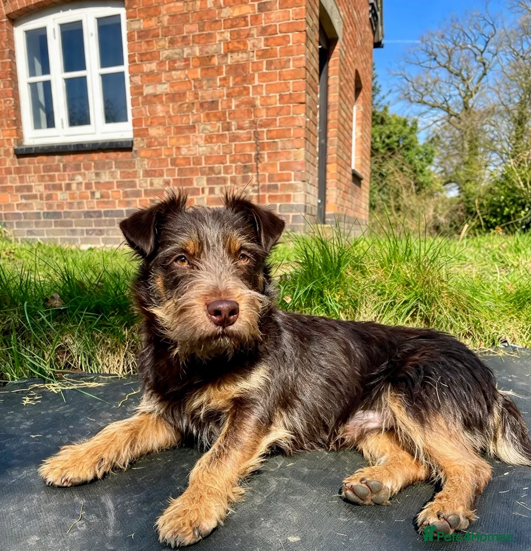 Jack Russell dogs for sale: Adorable Rough Coated Jack Russell Puppies  - Advert 15