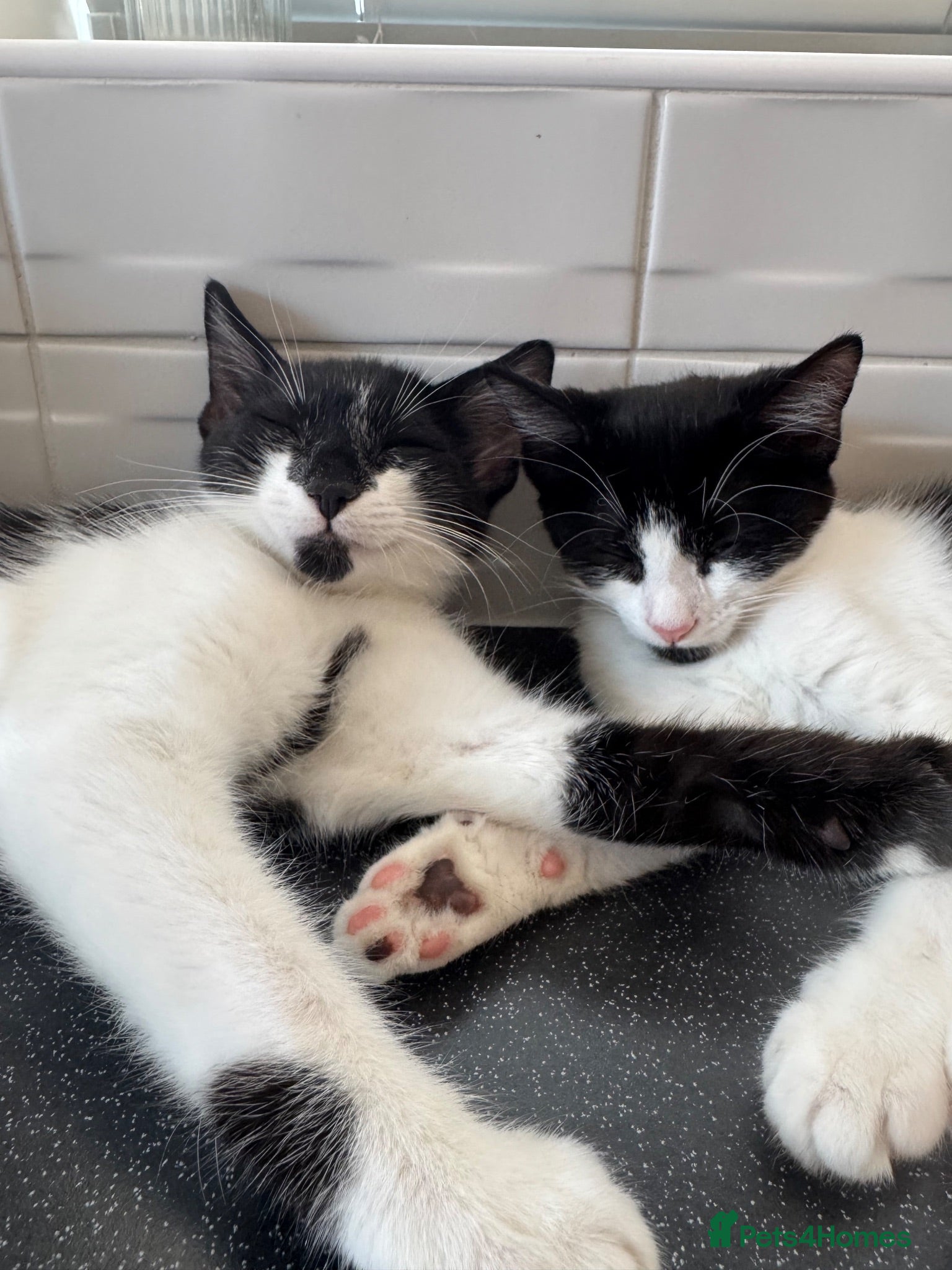 Mixed Breed cats Beautiful Black & White Mixed Breed Kittens   - Advert 1