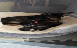 Chihuahua dogs for sale: Chihuahua Puppies - Image 11