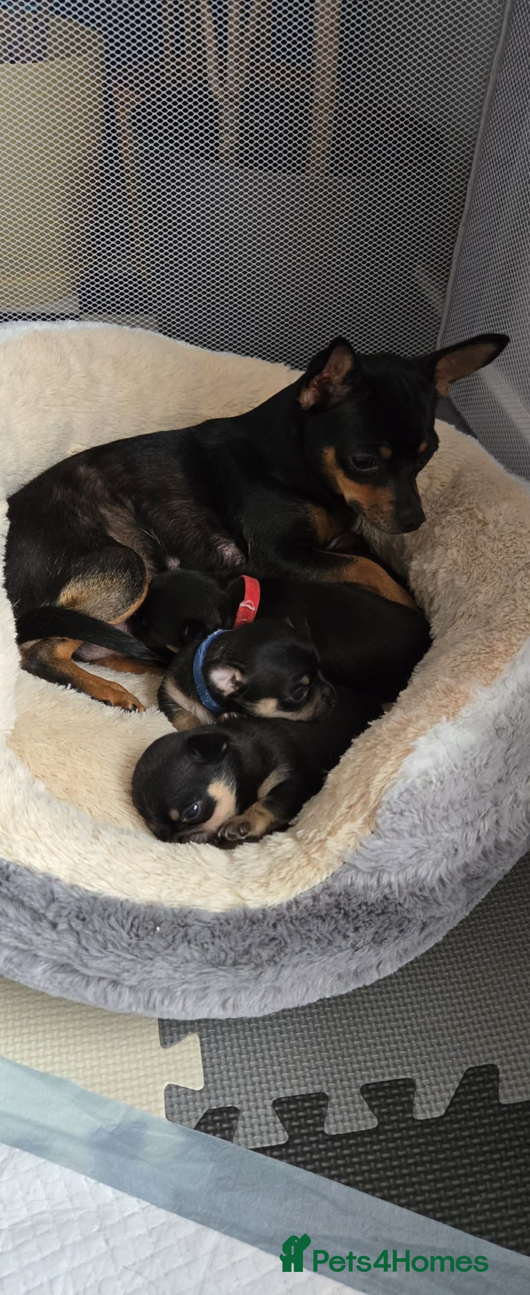 Chihuahua dogs for sale: Chihuahua Puppies - Image 11