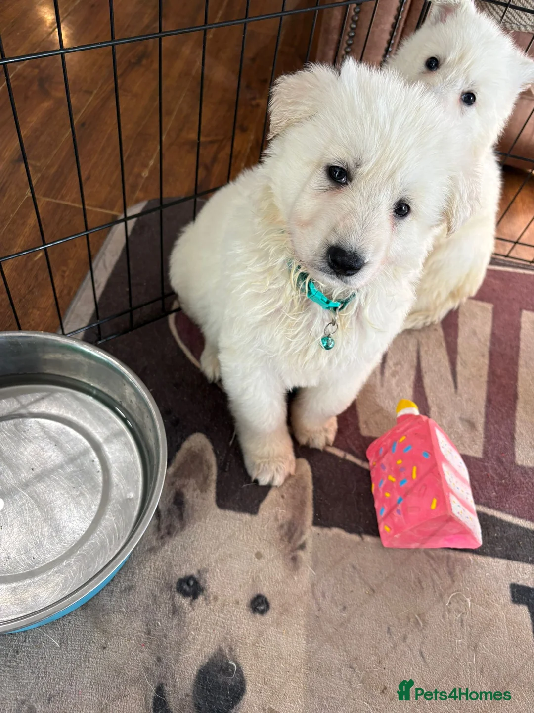 White Swiss Shepherd dogs for sale: Gorgeous white swiss shepherd puppies  - Advert 3