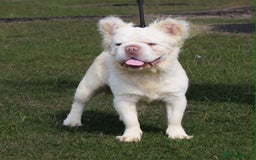French Bulldog dogs for stud: french bulldog stud  - Image 1