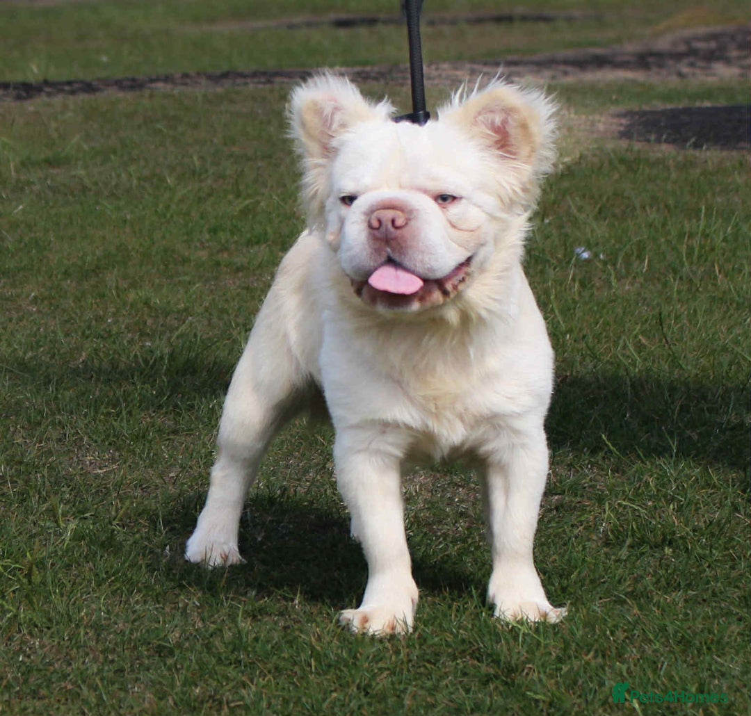 French Bulldog dogs for stud: french bulldog stud  - Image 1