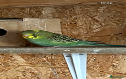 Budgerigars birds for sale: Budgies  - Image 3
