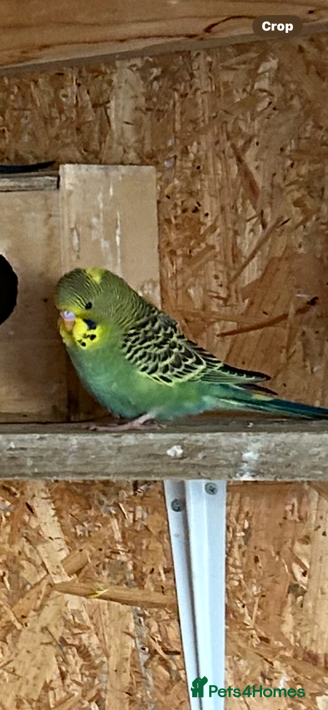Budgerigars birds for sale: Budgies  - Image 3