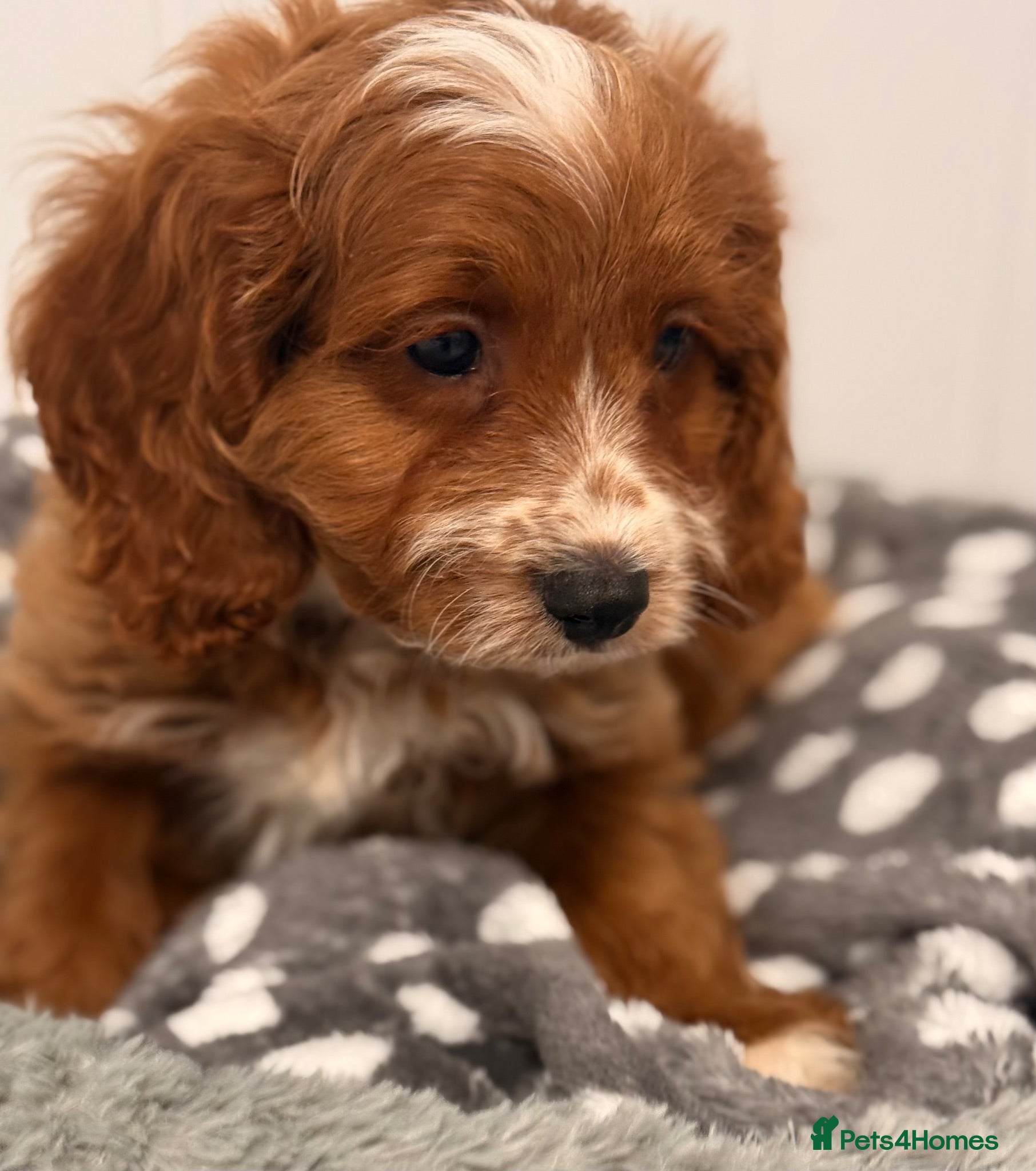 Cavapoo dogs F1 Cavapoo Puppies - Advert 1