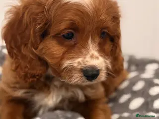 Cavapoo dogs F1 Cavapoo Puppies - Advert 1
