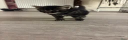Domestic Shorthair cats for sale: 6 Curious Loving Domestic Shorthair Kittens - Advert 16